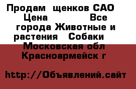 Продам ,щенков САО. › Цена ­ 30 000 - Все города Животные и растения » Собаки   . Московская обл.,Красноармейск г.